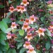 Crossvine